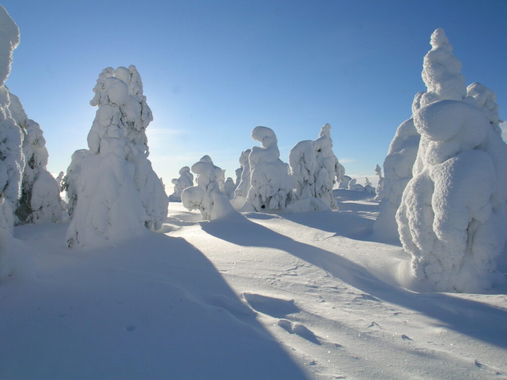 Tykkypuita Syötteellä talvella